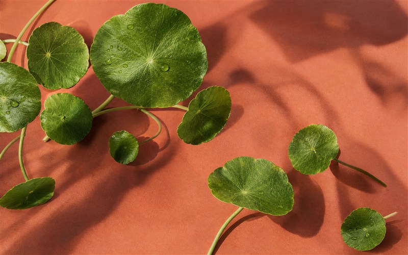Feuilles de centella asiatica fraîches sur fond terracotta doux